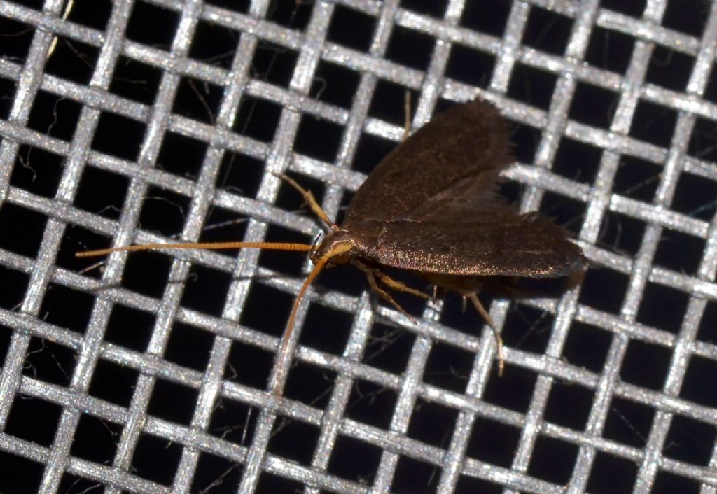 Falena da ID - Lecithocera nigrana, Lecithoceridae